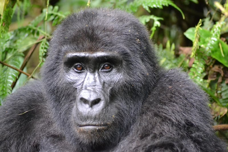 Gorilla in Africa