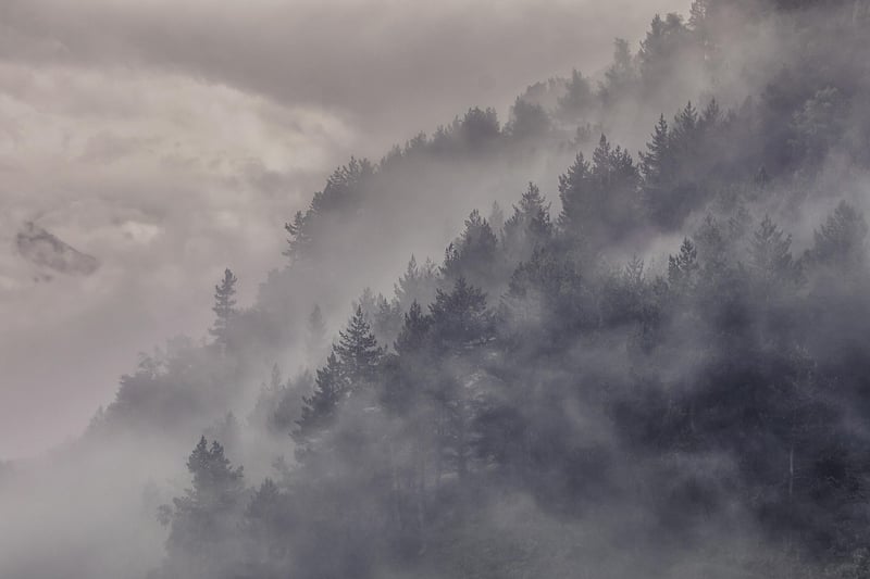 Misty Forest